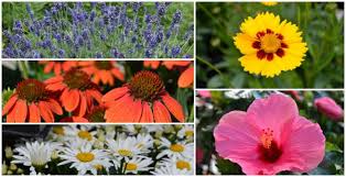 Is your late summer garden looking a bit blah? Top 10 Summer Blooming Perennials English Gardens