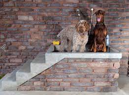 Home Dsgn Designing Home Inspiration Dog Washing Station Dog Wash Dog Bath