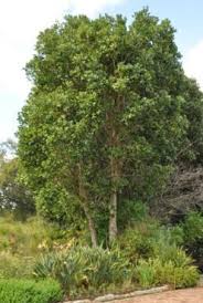 Image result for Usteria guineensis