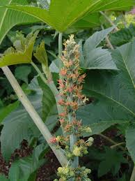 Image result for Erythrococca atrovirens