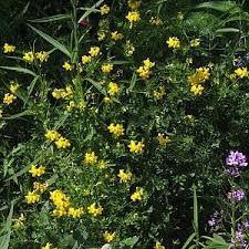 Image result for Lotus corniculatus