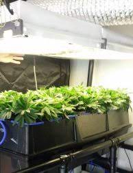 It saves upto 90% water than conventional methods. Aeroponic Equipment And Tools For Rapid Hemp Medical Marijuana And Cannabis Growth