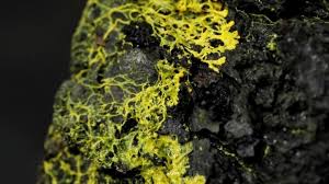 Ghaziabad's ent specialist dr bp tyagi has said that while the white fungus targets the lungs and black fungus targets the brain. Why A Brainless Yellow Blob That Can Learn Is Mystifying Scientists Bbc News