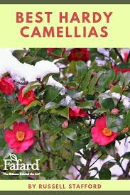 The Best Hardy Camellias For The Landscape Backyard Landscaping Front Yard Landscaping Simple Landscape Design