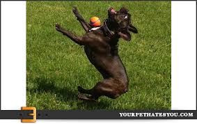 Image result for funny animal fails
