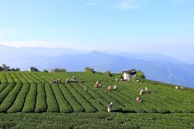 嘉義 私房景點 頂石棹霞之道 茶園景觀步道 travel swim 痞客邦 outdoor farmland vineyard