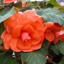 Begonia Jessica Blackmore Langdon White Flower Farm Begonia Shade Annuals