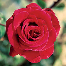 Again, this is best done yearly if you want the best flower shows, but every few years is also fine: Don Juan Climbing Rose Jackson Perkins