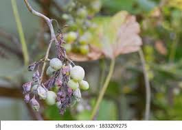 Image result for peronospora grapevine