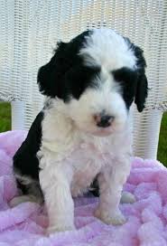 We believe our sheepadoodle puppies are different from most of the other sheepadoodle breeders as we have used a black and white parti standard poodle to sire our litters. Sheepadoodle For Sale California