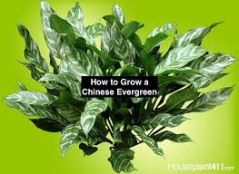 Pin On Low Light Plants