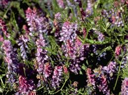 Image result for Hedysarum