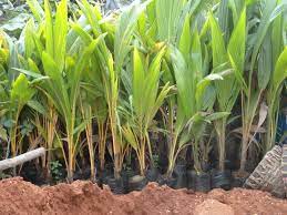 12 Tips to Start Coconut Nursery Business