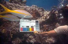 Underwater Cinematography