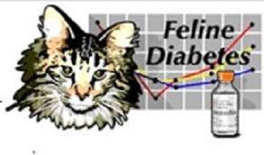 Diyabetle Ilgili Sikca Sorulan Sorular 4 Kediler Kedi Diyabet Kediler Hakkinda Hersey