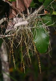 Image result for Microcoelia exilis