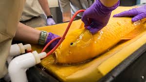 I want to start by saying there are many ways to dispose of your. Koi Fish Undergoes Successful Out Of Water Medical Procedure At San Diego Zoo Ktla