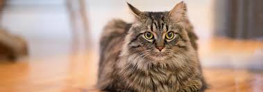 The longhair will need grooming at least twice a week. Oriental Cat Breed Facts And Personality Traits Hill S Pet