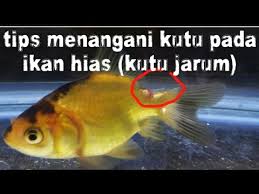Tips Menangani Kutu Yang Menyerang Ikan Hias Kutu Jarum Youtube
