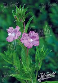 Image result for Epilobium hirsutum
