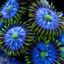 Blue Steel Zoanthids Coral Drawing Coral Art Coral Painting