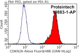 P16-INK4A Antibody 10883-1-AP | Proteintech