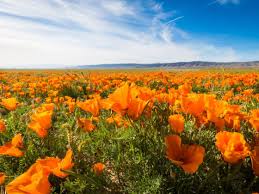 An area of land in the country, especial. Best Flower Fields In The United States