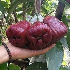 Meski buah naga merupakan tanaman buah yang cukup besar, namun seseorang bisa saja menanamnya dalam pot dan menghasilkan buah yang segar. Tanaman Buah Dalam Pot Tanamanbuahber1 Twitter