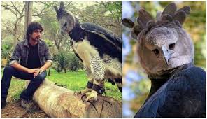 Dengan berat 20 kg, kori bustard asal afrika memegang rekor sebagai burung terbang terberat di dunia, dengan berat jantan sekitar dua kali lipat berat kori. Kisah Burung Elang Yang Jarang Didengar Tapi Bisa Mengubah Hidupmu 180 Derajat Boombastis