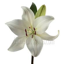We did not find results for: White Lily Asiatic Lily Lily Lily Flower Flowers Near Me Bulk Flowers Lily Flower Wholesale Flowers White Lotus Flower