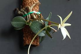 Image result for Angraecum cultriforme