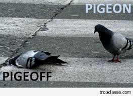 100 pigeon famous sayings, quotes and quotation. Best Humor Quotes Pigeon Pigeoff Quotesstory Com Leading Quotes Magazine Find Best Quotes Collection With Inspirational Motivational And Wise Quotations On What Is Best And Being The Best