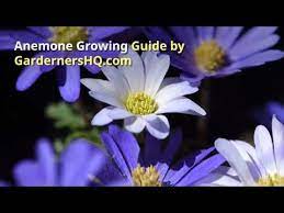 How To Grow Anemone Species Such As Japanese Anemone Pasque Flower Snowdrop Windflower And Windflower In Your Garden Anemone Japanese Anemone Growing