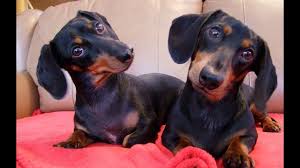 (1) smooth, (2) long, and (3) wirehaired, and is shown in two sizes: Dachshund Dog Breed Amazing Facts Youtube