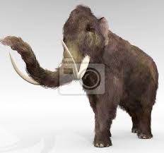 Dies geschah vor etwa 10.000 jahren, als die letzte globale abkühlung im globalen klima stattfand. Wolliges Mammut Ein Beispiel Fur Den Grossen Ausgestorbenen Leinwandbilder Bilder Columbian Pleistozan Tar Myloview De