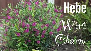 Image result for shrubby veronica hebe
