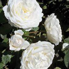 Lay the stems down, cover them with soil, and mulch. Cloud 10 Climbing Rose Climbing Jung Seed Company
