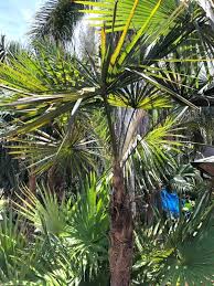 Image result for Coccothrinax
