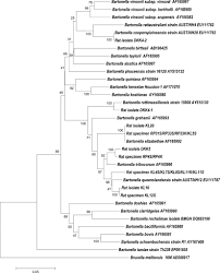 Hello buyer welcome to our s mega aluminium shop~ we are aluminium supplier in kluang johor. Isolation And Molecular Identification Of Bartonellae From Wild Rats Rattus Species In Malaysia In The American Journal Of Tropical Medicine And Hygiene Volume 90 Issue 6 2014