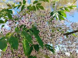 Image result for Melia azedarach