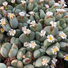 Image result for Biophytum crassipes