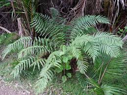 Image result for Pneumatopteris