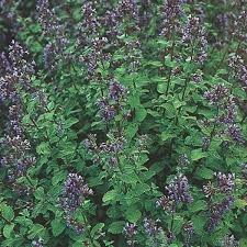 We did not find results for: Catmint Catnip Nepeta Species My Garden Life