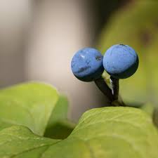 Image result for Blue Cohosh