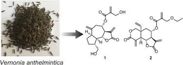 Image result for Vernonia anthelmintica