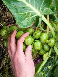 Harvesting Brussel Sprouts When And How To Pick Brussel Sprouts In 2021 Harvesting Brussel Sprouts Brussel Sprouts Sprouts