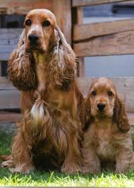 I Have Plans Great Dane T Shirt Hoodie In 2020 Cocker Spaniel Dog Cocker Spaniel Cocker Spaniel Puppies