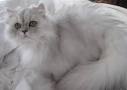 Shaded Silver Persian kittens for sale - CHRISTYPAW PERSIANS