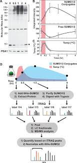 Please read these operating instructions before using the unit and save them for future reference. Quantitative Proteomics Reveals Factors Regulating Rna Biology As Dynamic Targets Of Stress Induced Sumoylation In Arabidopsis Molecular Cellular Proteomics