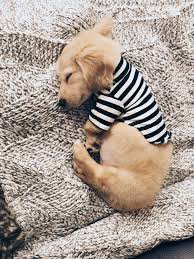 Maybe you would like to learn more about one of these? English Cream Weiner Dog Pasteurinstituteindia Com